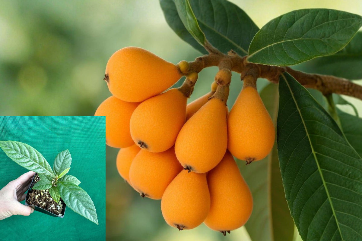 Big Jim Loquat Live Plant, Japanese Loquat Fruit Tree Starter, 4–6 Inch Evergreen Edible Tree