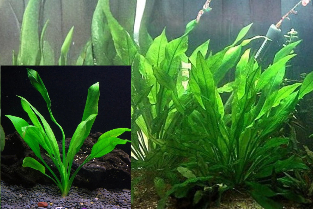Bleheri Sword Plant Live Aquarium Plant – 1 Plant – 18–24 Inches