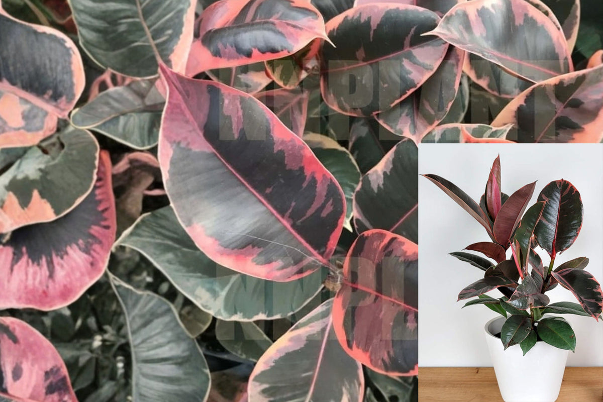 Rubber Plant Ruby 1 Live Plant – 4 Inch Pot – Ficus elastica ‘Ruby’