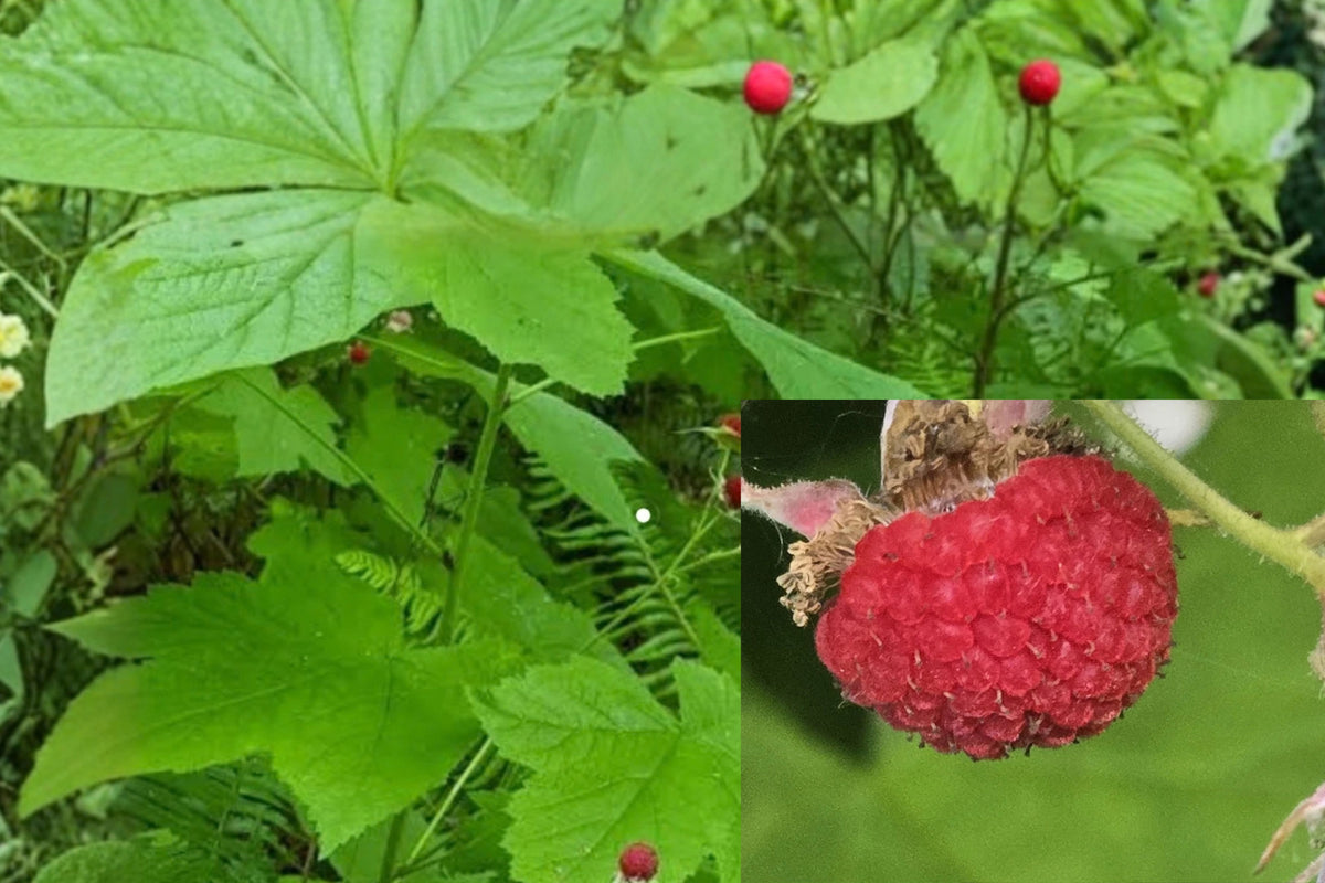 Thimbleberry Live Plant – Bare Root Rhizome – Rubus parviflorus