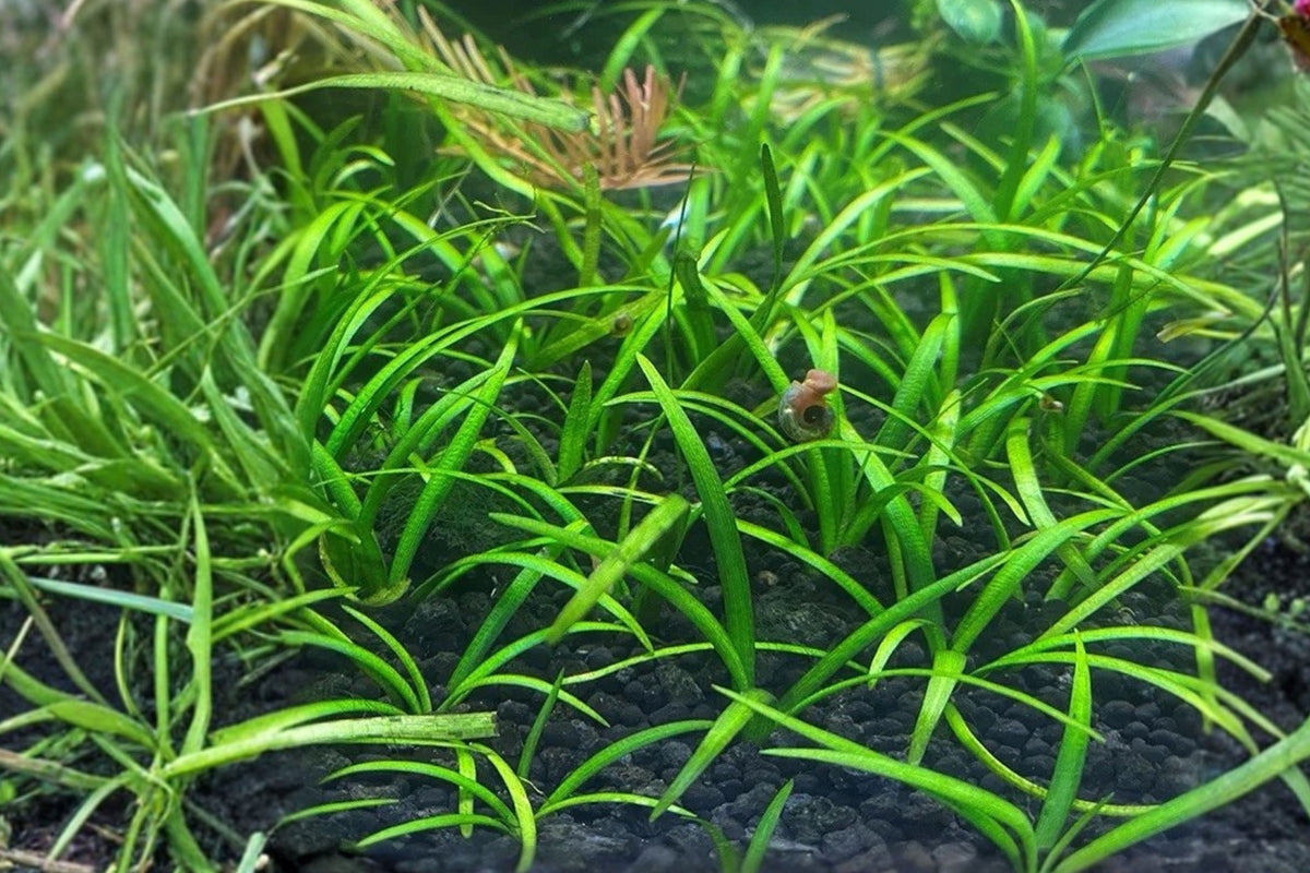Dwarf Sagittaria 5 Live Aquarium Plants – Sagittaria subulata
