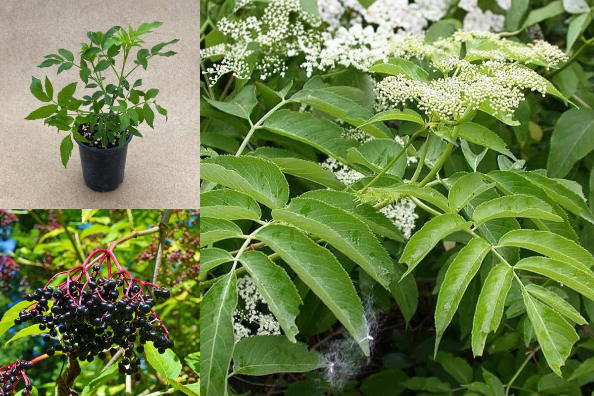 American Elderberry Live Plant, Sambucus Canadensis Rooted Shrub, 24 Inch Fruit Bush, Outdoor Garden Plant