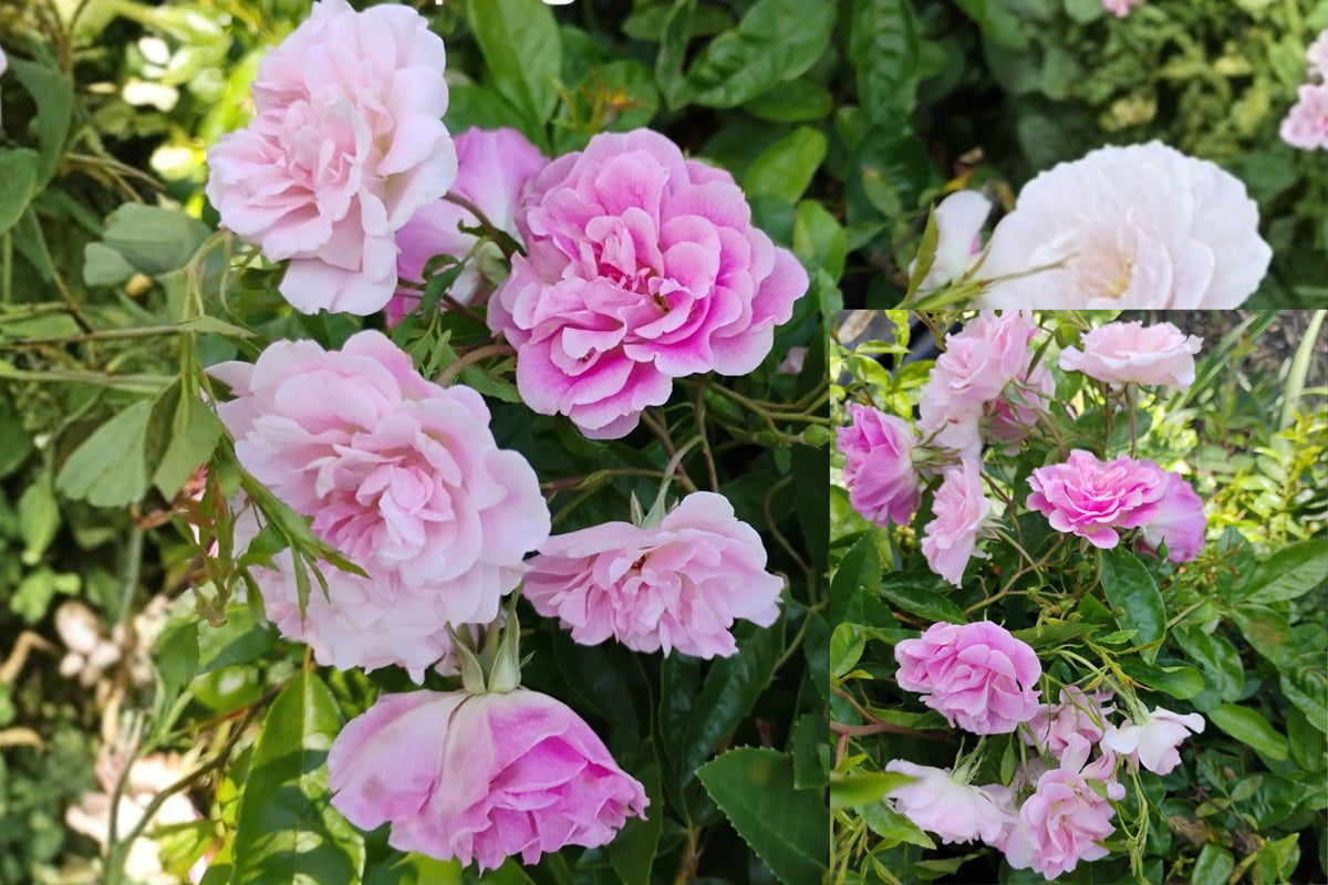 Weeping China Doll Rose Live Plant – 6 Inch Pot – Own Root Polyantha