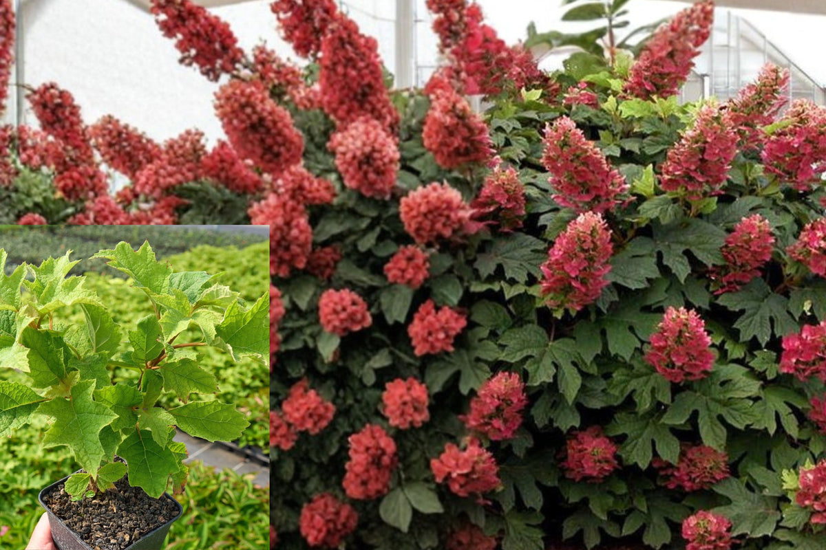 Oakleaf Hydrangea Live Plant, 4–9 Inch Flowering Shrub Starter, Hydrangea Garden Bush, Outdoor Landscape Plant