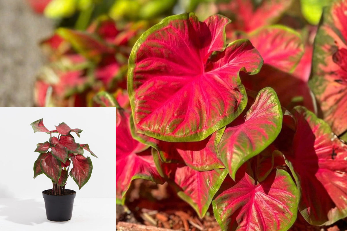 Caladium ‘Red Ruffles’ Bulbs – 2 Live Bulbs, 1–1.5 Inch