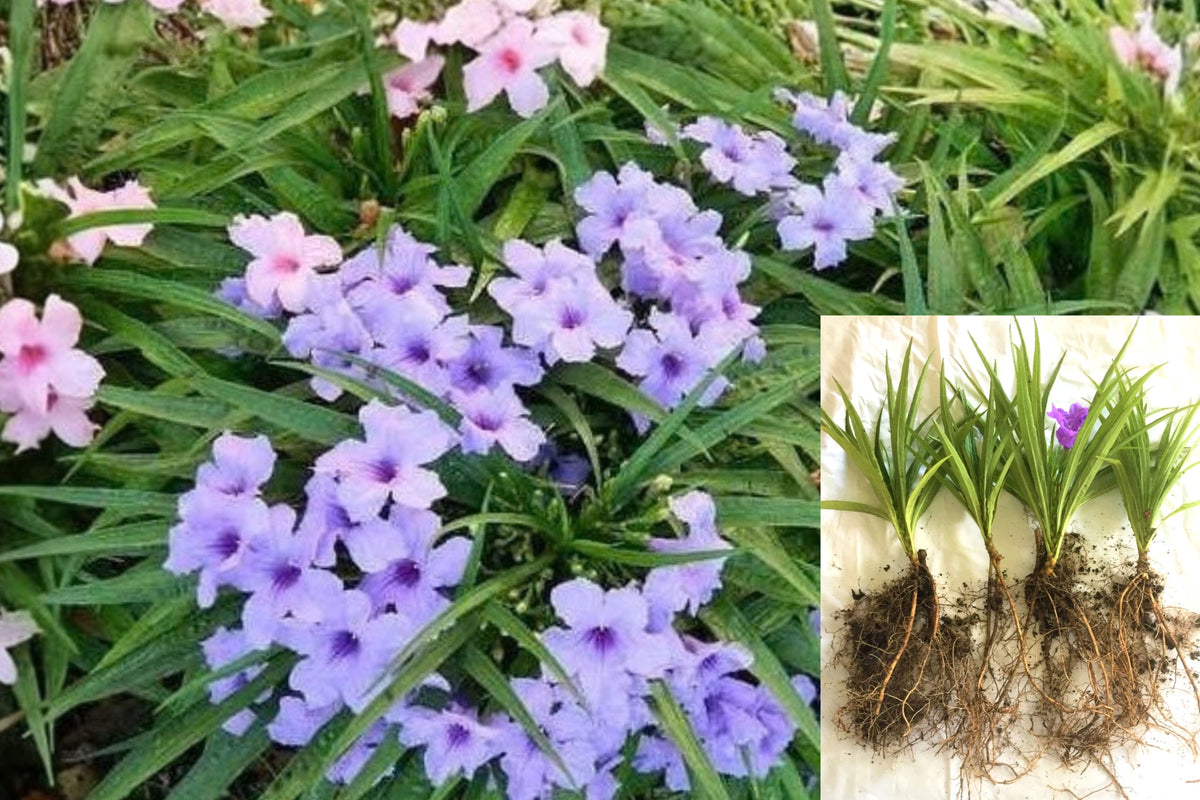 Mexican Petunia 6 Live Plants – Ruellia simplex – Purple & Pink Flowers