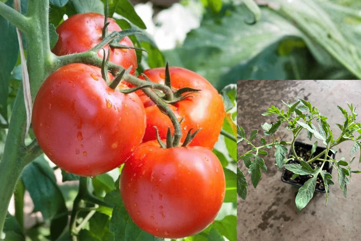 Champion Tomato Live Plant – 1 Plant – 8–10" Tall – Solanum