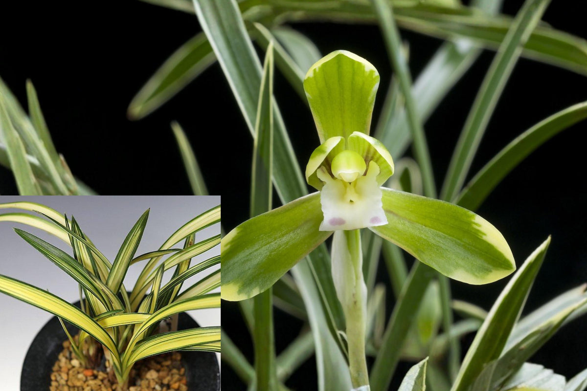 Cymbidium Goeringii Golden Variegated Orchid, Fragrant Chinese Orchid Live Plant, Bare Root Orchid Starter