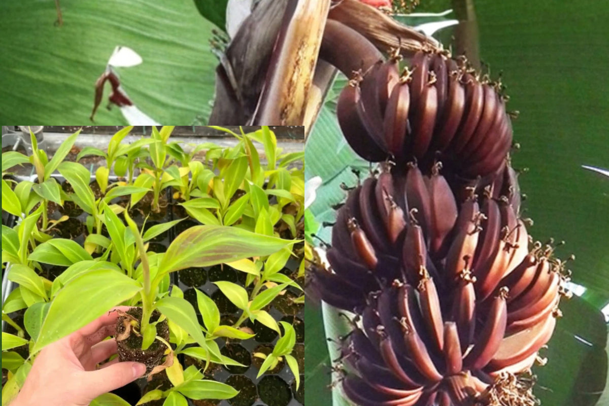 Red Cuban Banana Live Plant – 4–6 Inches Tall – Musa sp. – Ships No Pot