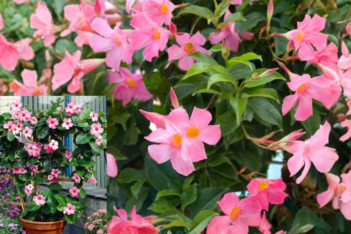 Alice DuPont Light Pink Mandevilla Live Plant – 4–6 Inch
