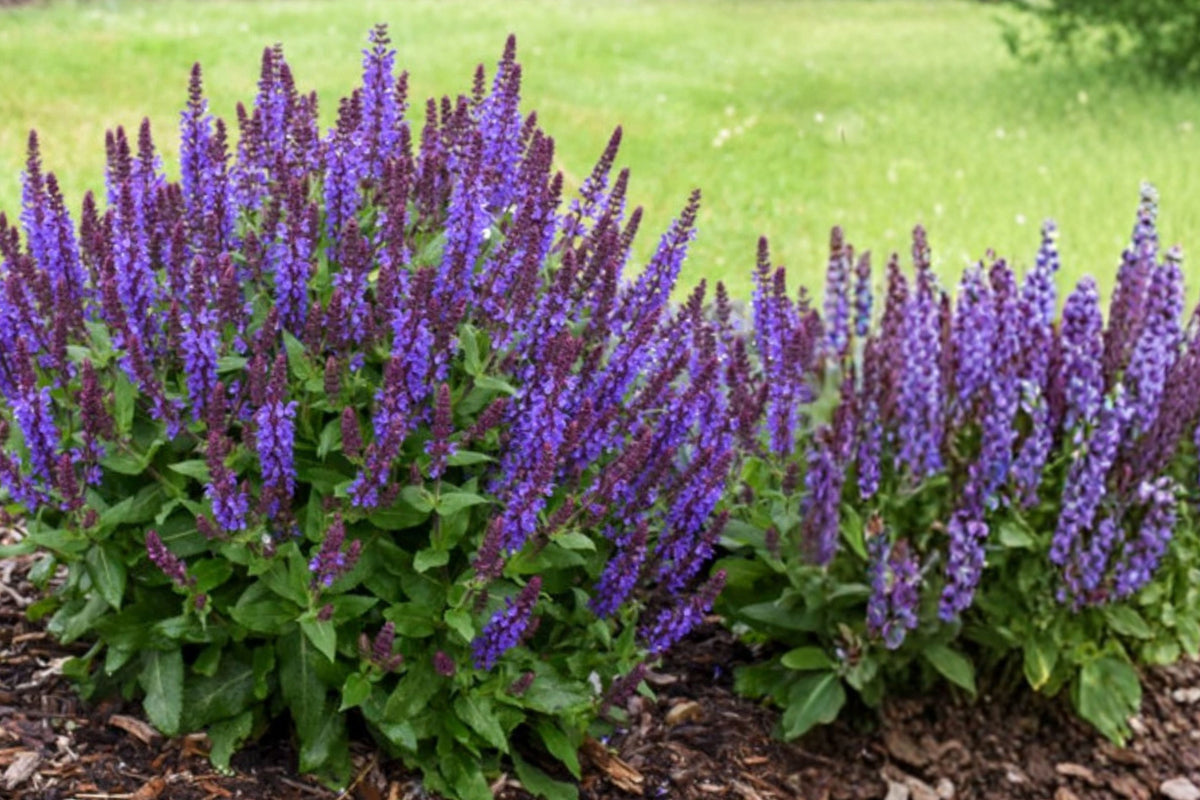 Purple Salvia Nemorosa Live Plant – 4-Inch Pot – Salvia nemorosa