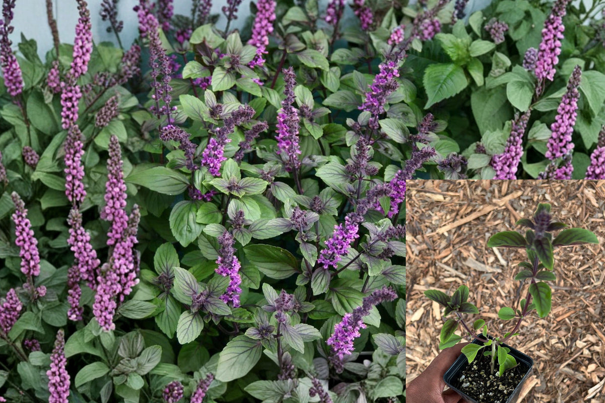 African Blue Basil Live Plant, 2–4 Inch Culinary Herb Starter, Aromatic Green Purple Foliage, Rooted Plug