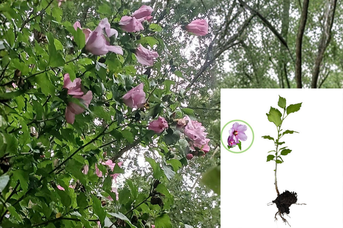 Purple Rose of Sharon 2 Live Bare Root Plants – Hibiscus syriacus