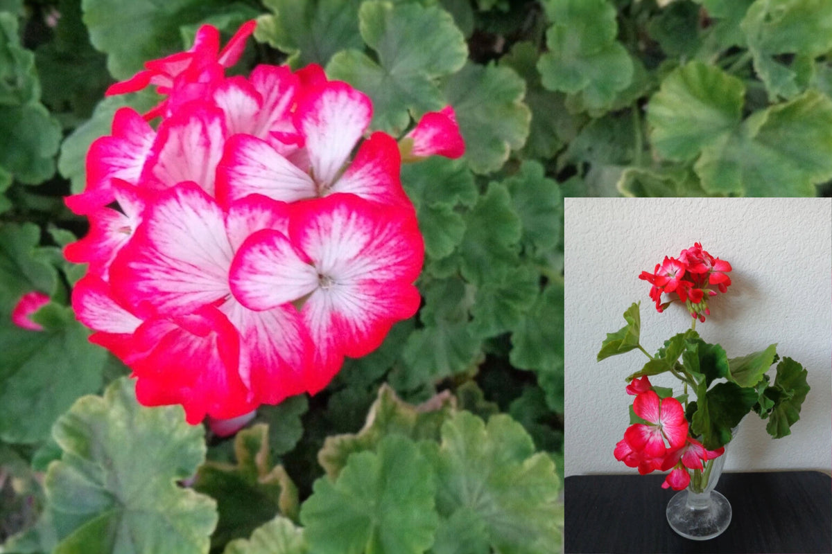Geranium 2 Cuttings – 6 Inch Unrooted Live Cuttings – Pelargonium