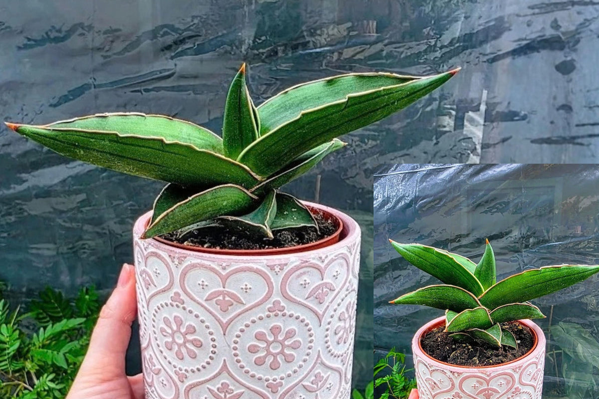 Sansevieria Ehrenbergii Live Plant – Rare Snake Plant, No Pot