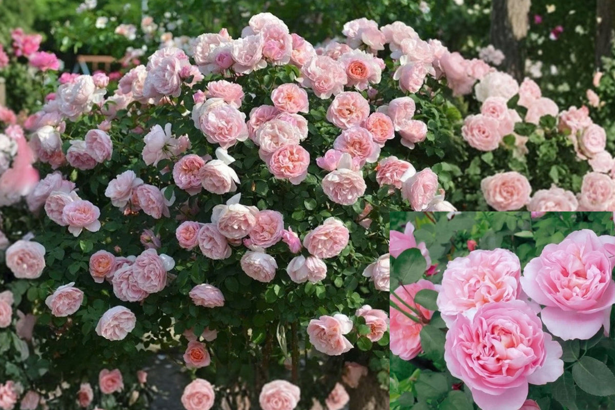 Rose 'Dames de Chenonceau' Live Climbing Rose – 2–3 Gallon – Rosa