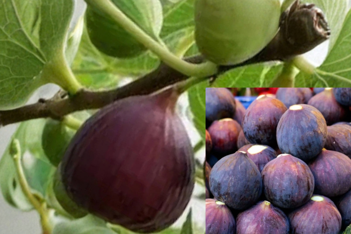 Olympian Fig Tree 1 Live Plant – Bare Root Ficus carica