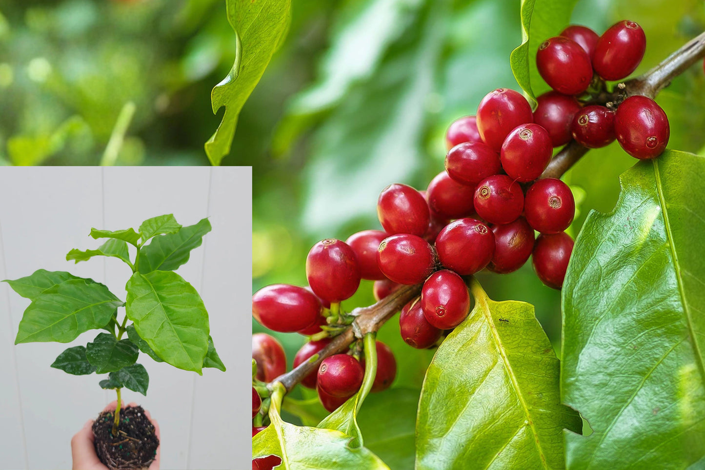 Coffee Arabica Live Rooted Plant 5–12 ft – Coffea arabica – Bare Root