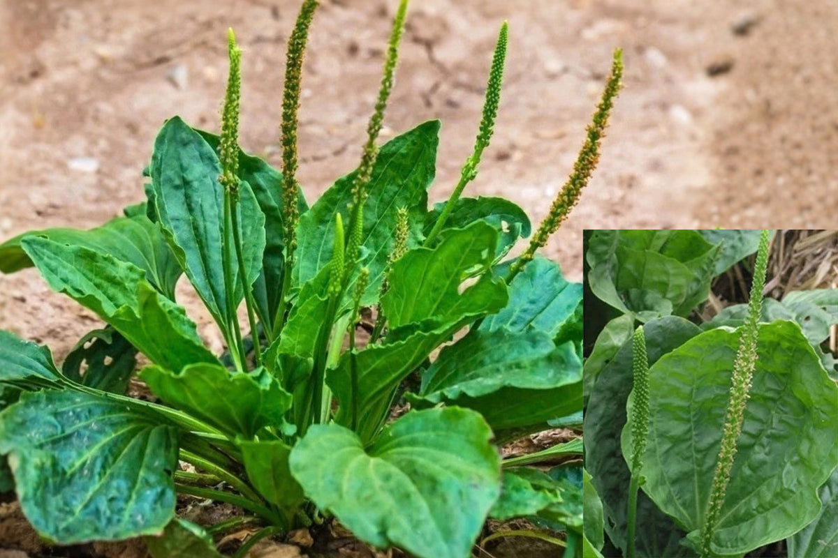 Broadleaf Plantain 2 Live Plants – 4 Inch Pot – Plantago major