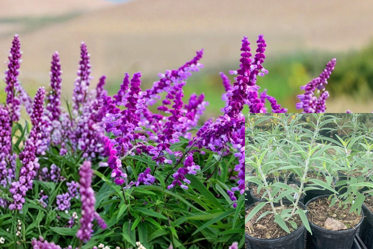 4 Mexican Salvia Live Plants, 5–10 Inch Tall Sage, Flowering Garden Perennial, Sun Loving Outdoor Plants