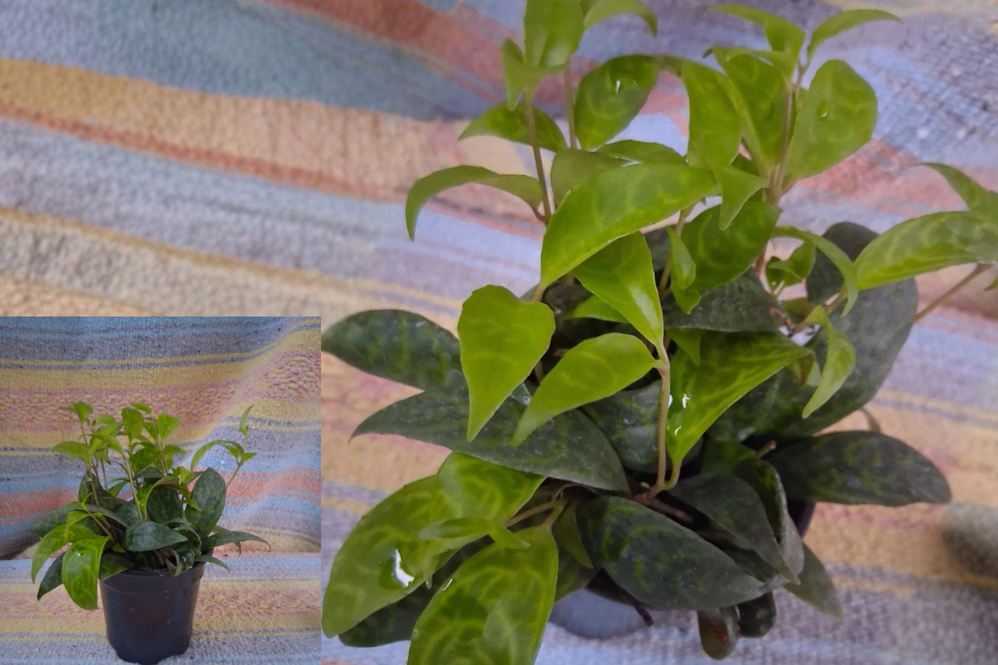 Black Pagoda Lipstick Plant 1 Live Plant in 4 Inch Pot – Aeschynanthus ‘Black Pagoda’