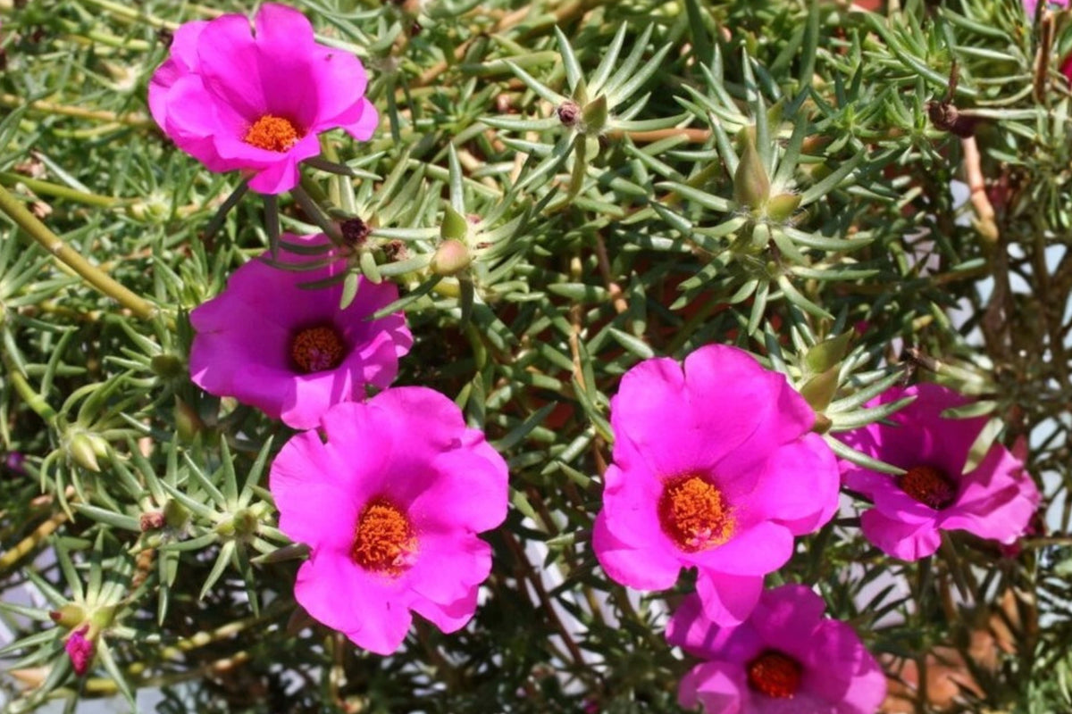 2 Samba Pink Portulaca Live Plants – 4–6 Inch Bare Root – Moss Rose