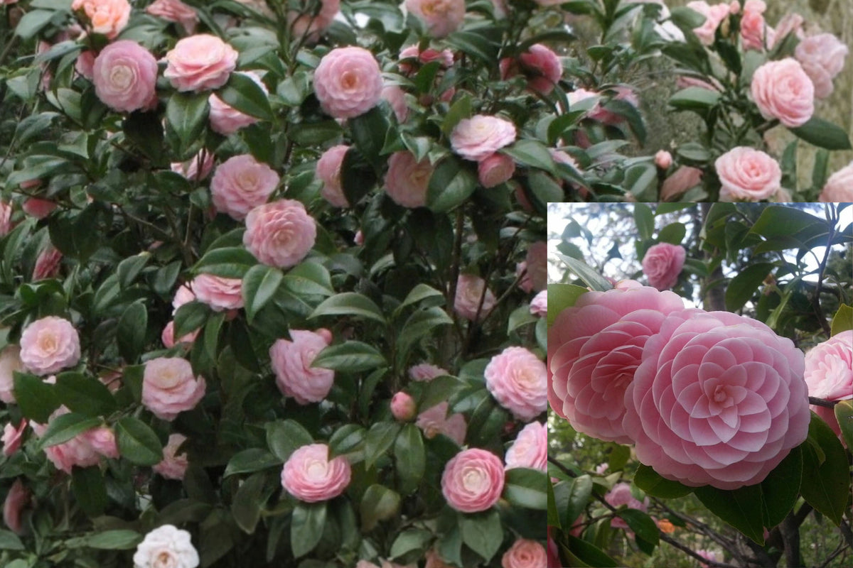 Pink Perfection Camellia Japonica 1 Live Starter Plant – 3-Inch Pot