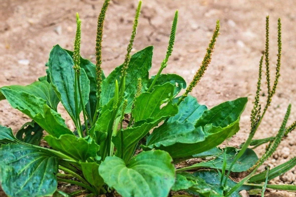 Broadleaf Plantain Live Plants – 2 Potted Plants, Plantago major