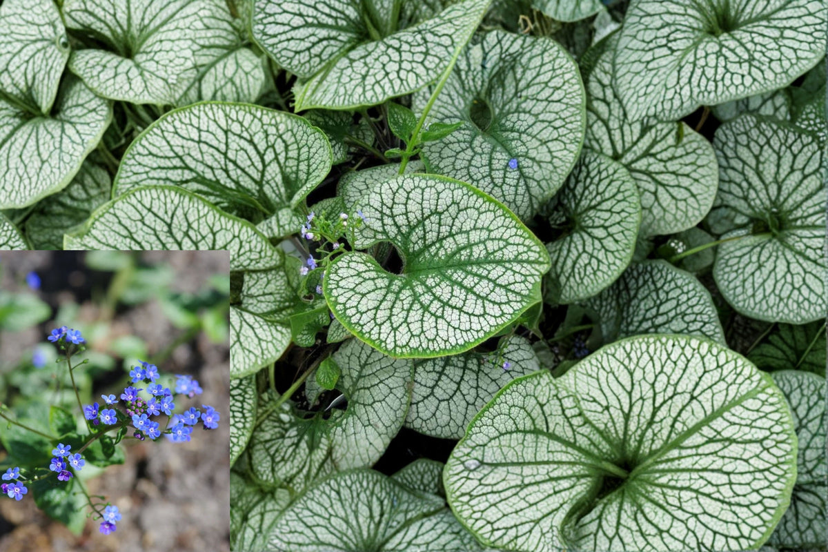 Brunnera ‘Sea Heart’ 1 Live Starter Plant – 3–6" Tall – Brunnera macrophylla