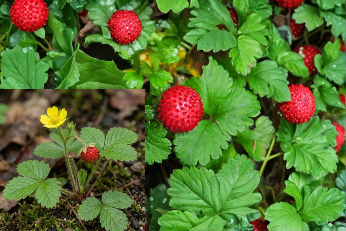6 Mock Strawberry Live Plants, Potentilla Indica Ground Cover, Trifoliate Green Foliage, Outdoor Spreading Perennial
