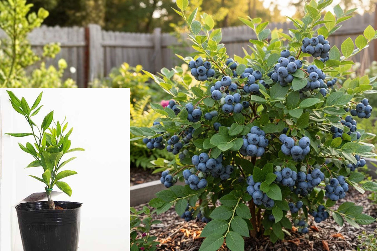 2 Legacy Blueberry Live Plants, 5–8 Inch Fruit Bush Seedlings, Vaccinium Blueberry Starter Plants for Gardens