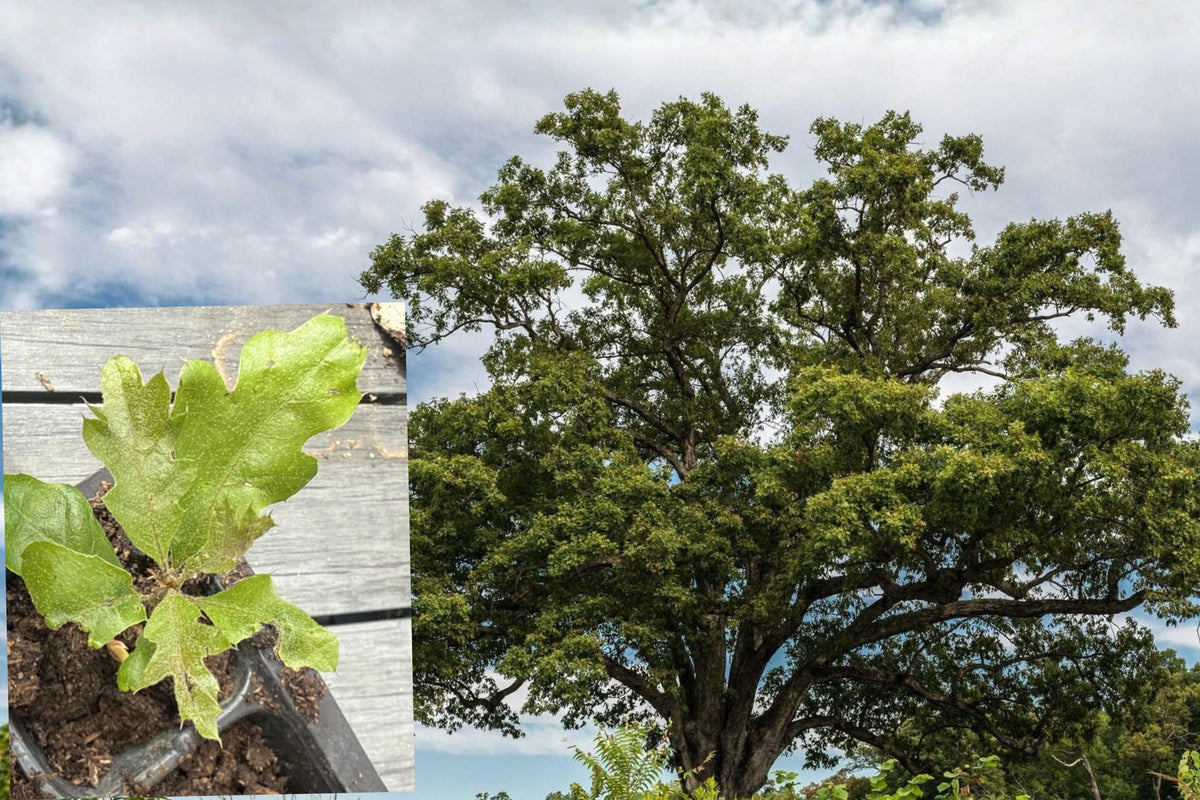 Live Black Oak Seedling, 6β10 Inch Bare Root Oak Tree, Deciduous Shade Tree for Outdoor Gardens and Landscapes