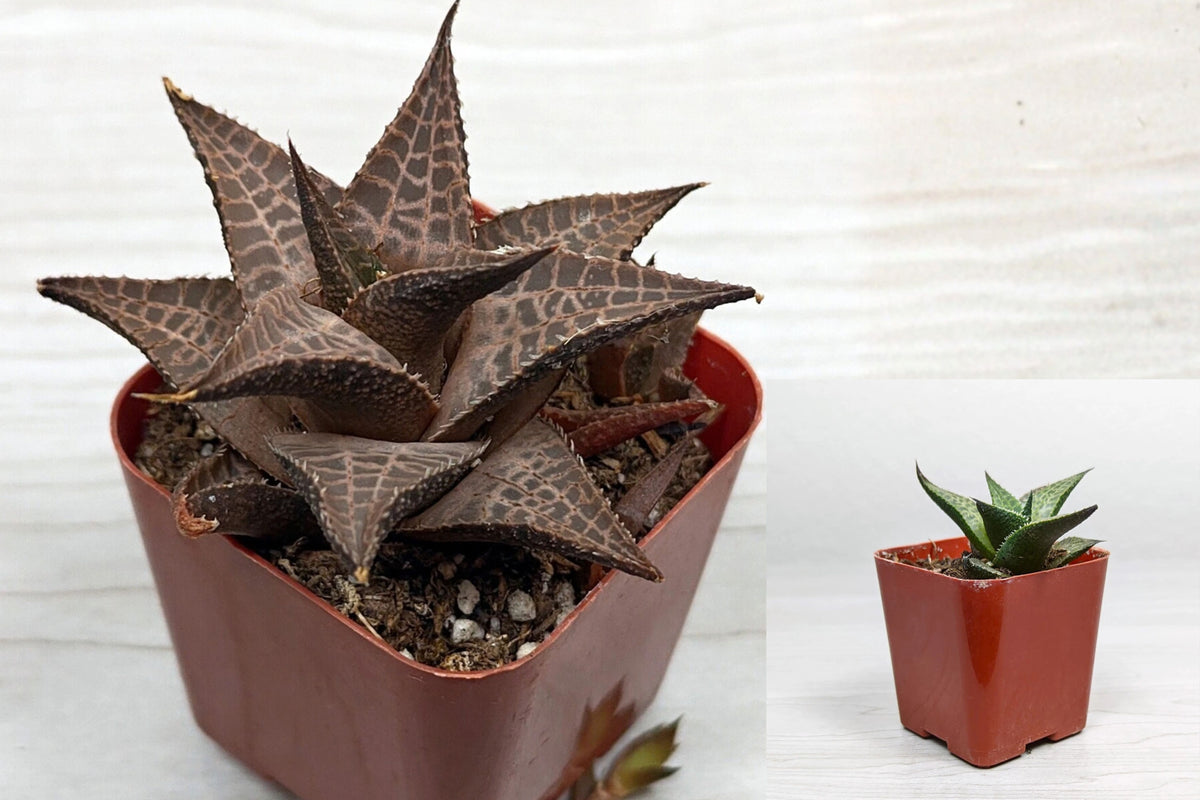 Haworthia Venosa Tessellata Live Succulent – 2 Inch Pot – Haworthia
