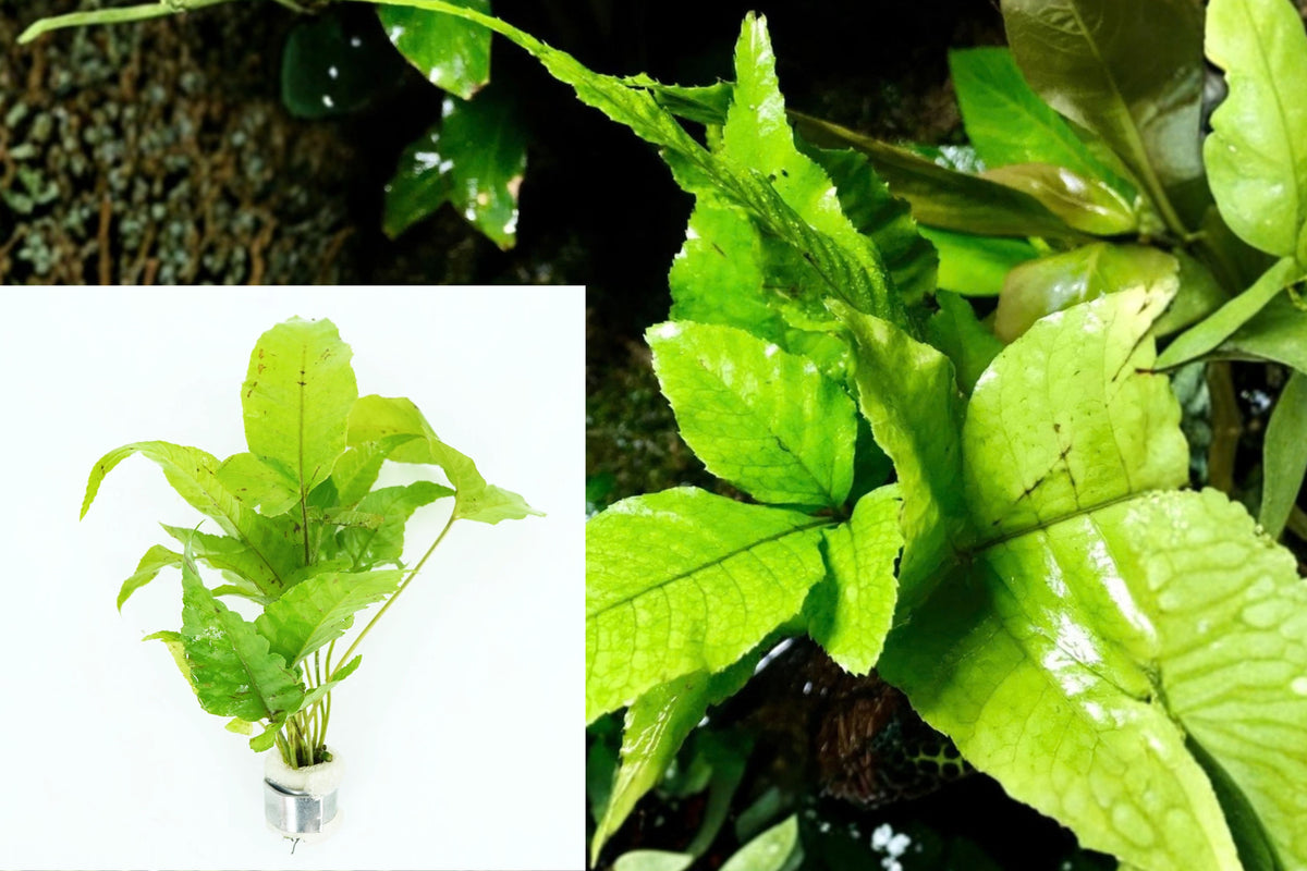 Bolbitis Heteroclita 1 Live Aquarium Plant Bundle – 3–5 Inch Freshwater Plant