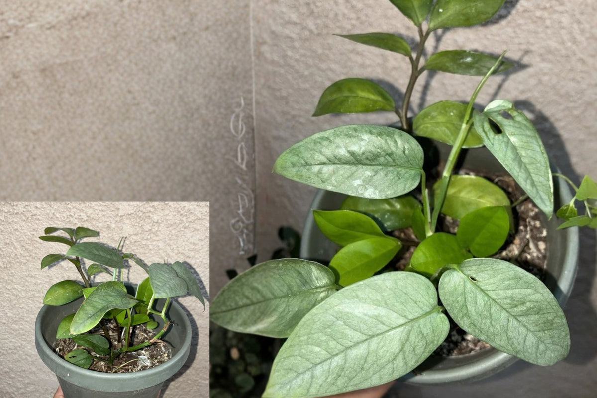 ZZ Plant Live Potted Houseplant – 1 Plant – 6–8" Tall – Zamioculcas zamiifolia