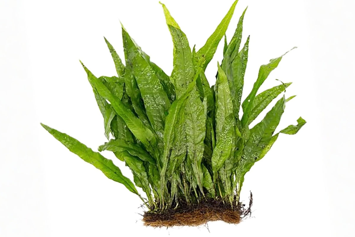 Java Fern Mat – Half Mat Live Aquarium Plant, Microsorum pteropus