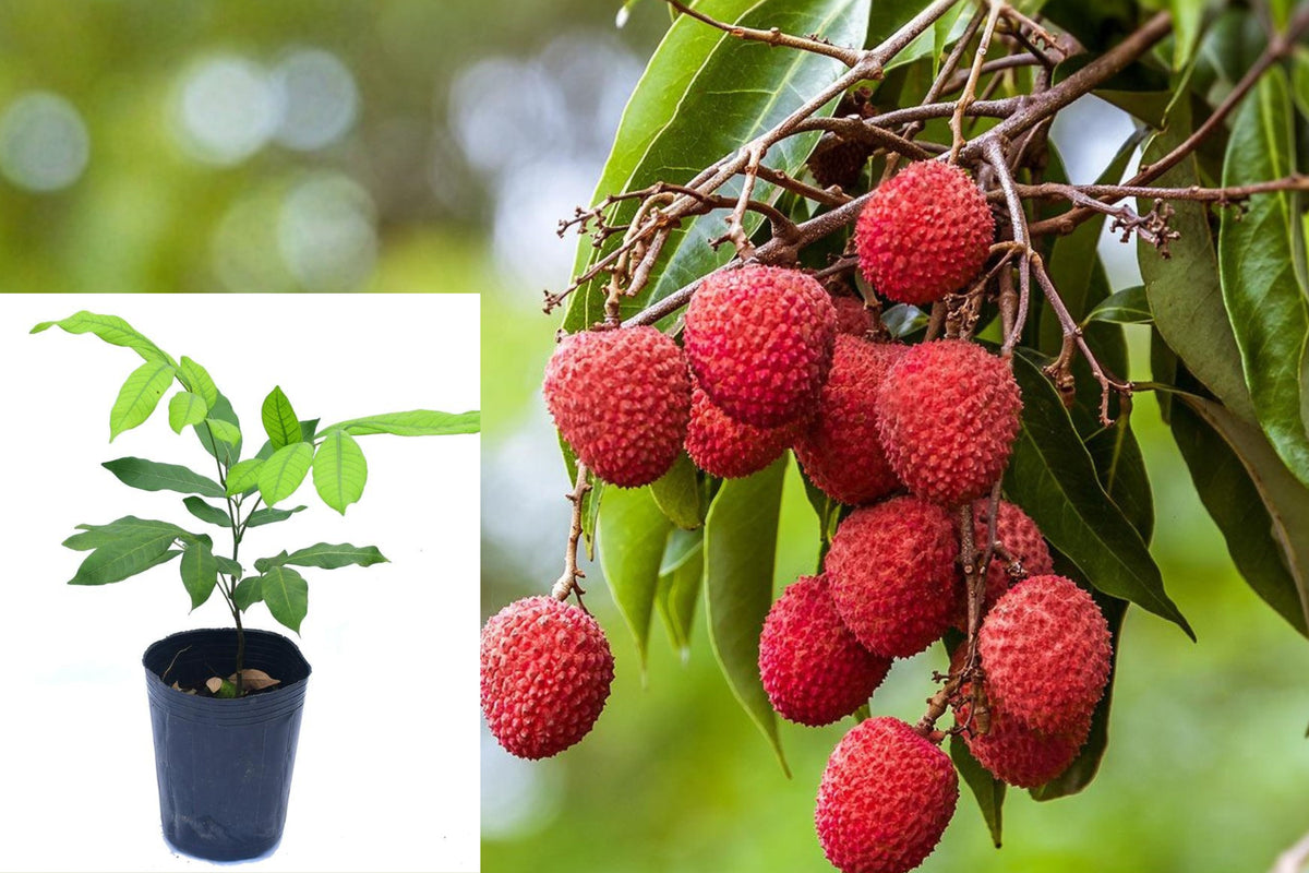 Lychee Tree Live Plant, Tropical Fruit Tree Seedling, 4 Inch Nursery Pot, 6–8 Inch Outdoor Plant Starter