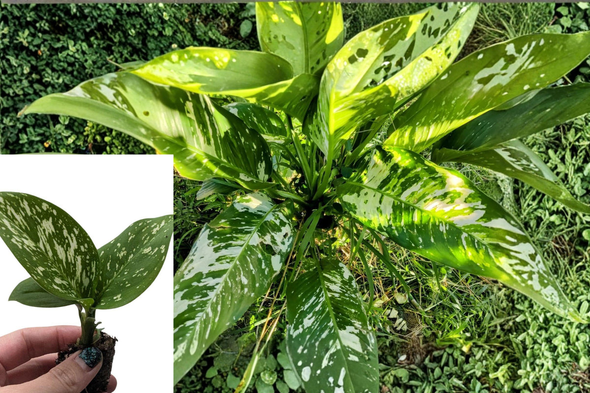 Variegated Dieffenbachia Cutting, Dumb Cane Tropical Houseplant, Green White Foliage, 4 Inch Plant Cutting