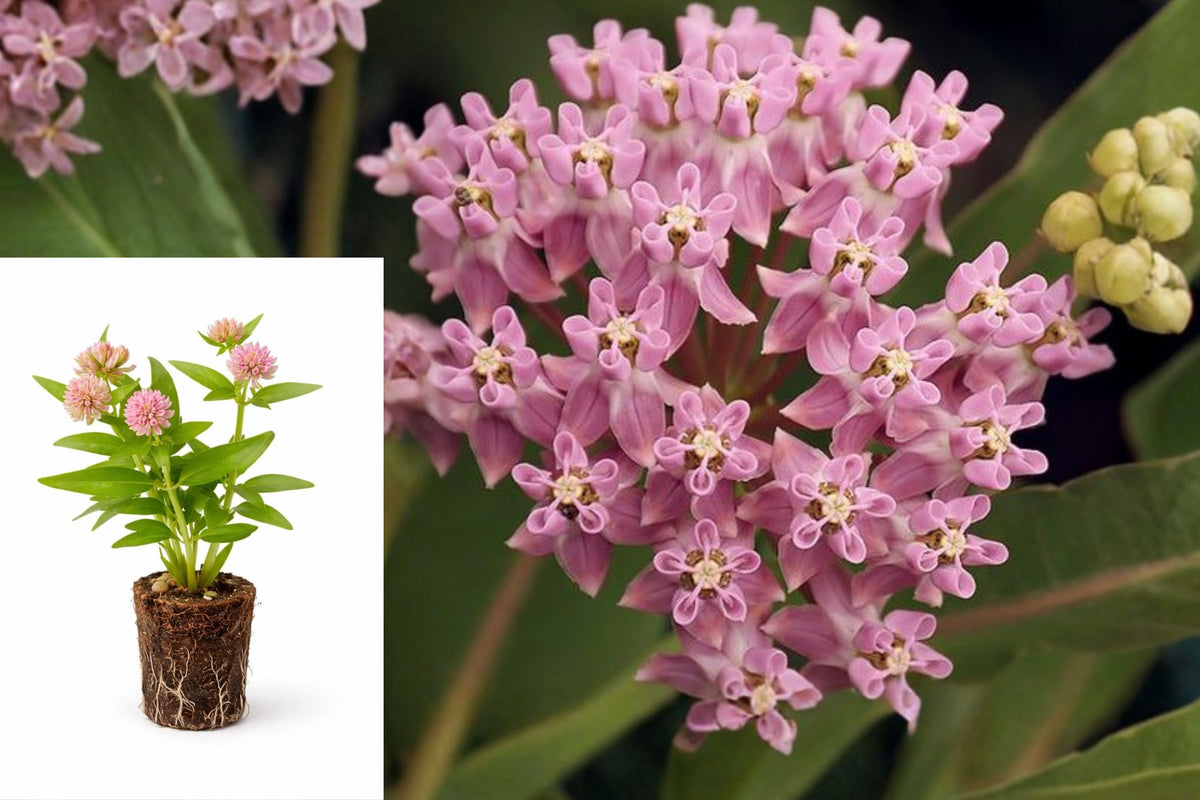 Tropical Milkweed Live Plant, Asclepias curassavica Butterfly Garden Starter, Monarch Host Plant for Pollinator Gardens
