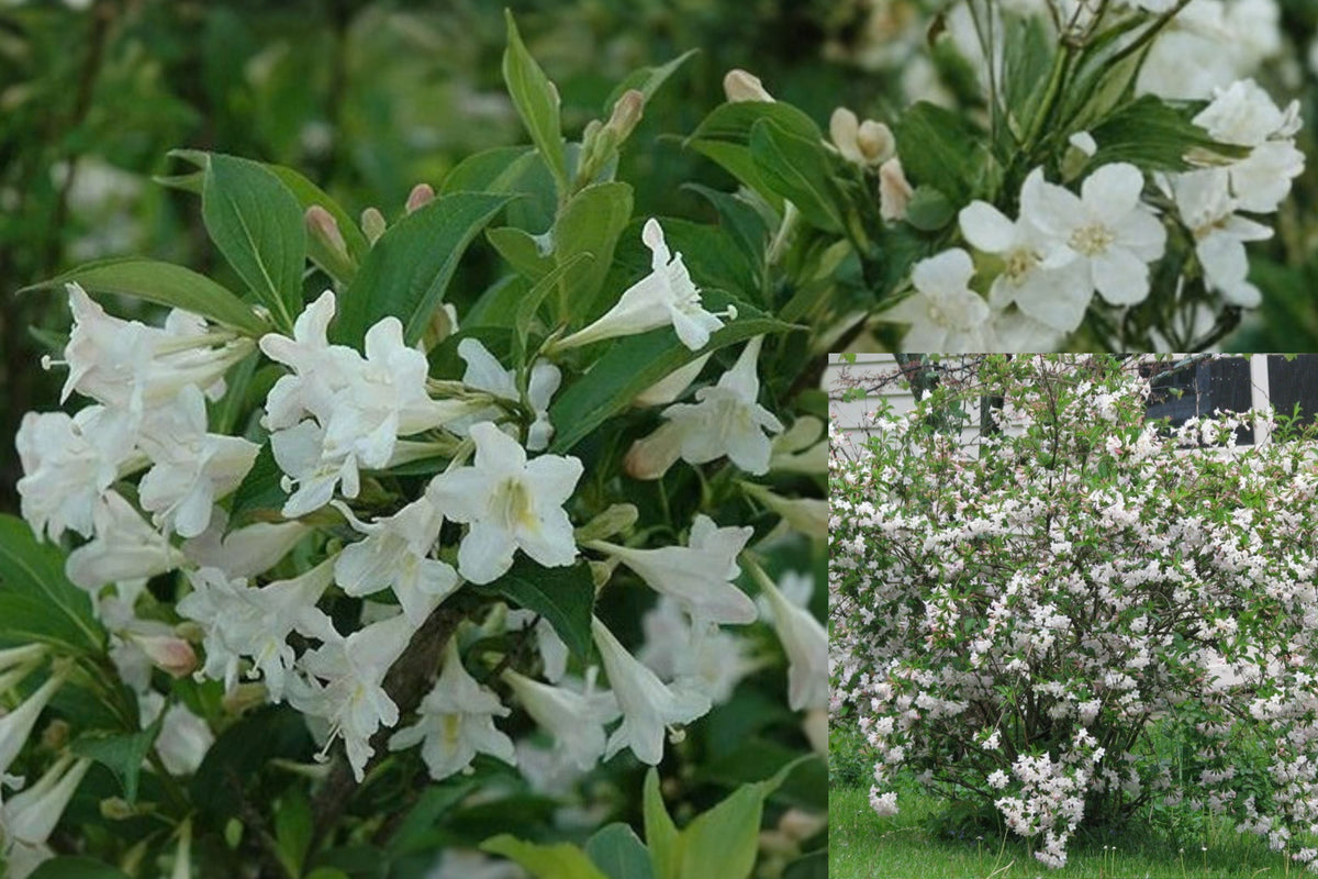 White Weigela 2 Live Shrubs – 6–12 Inch – 4 Inch Pots – Weigela
