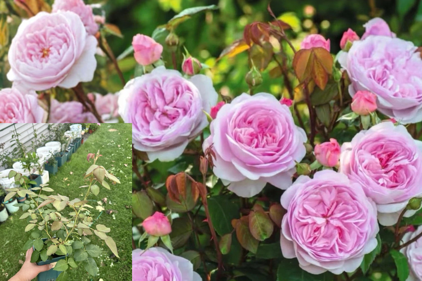 Olivia Rose Austin Live Rose Plant – Rosa ‘Olivia Rose Austin’