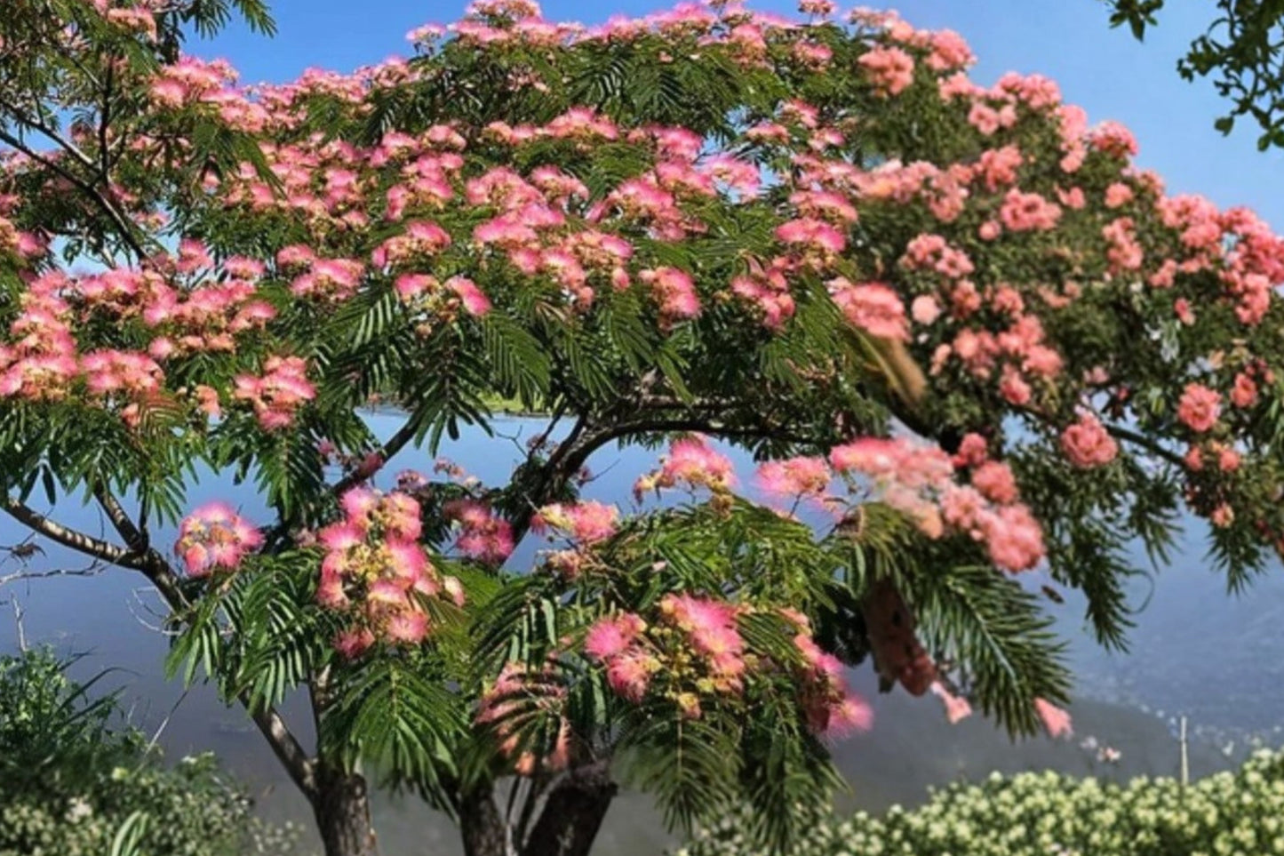 Pink Mimosa Tree Live Bare Root Sapling – 1+ Foot – Albizia julibrissin