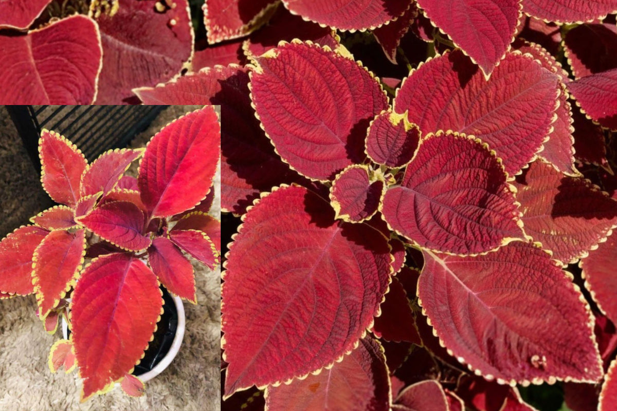 Red Coat Coleus 3 Live Plants – 3–6" Tall – No Pot – Coleus scutellarioides