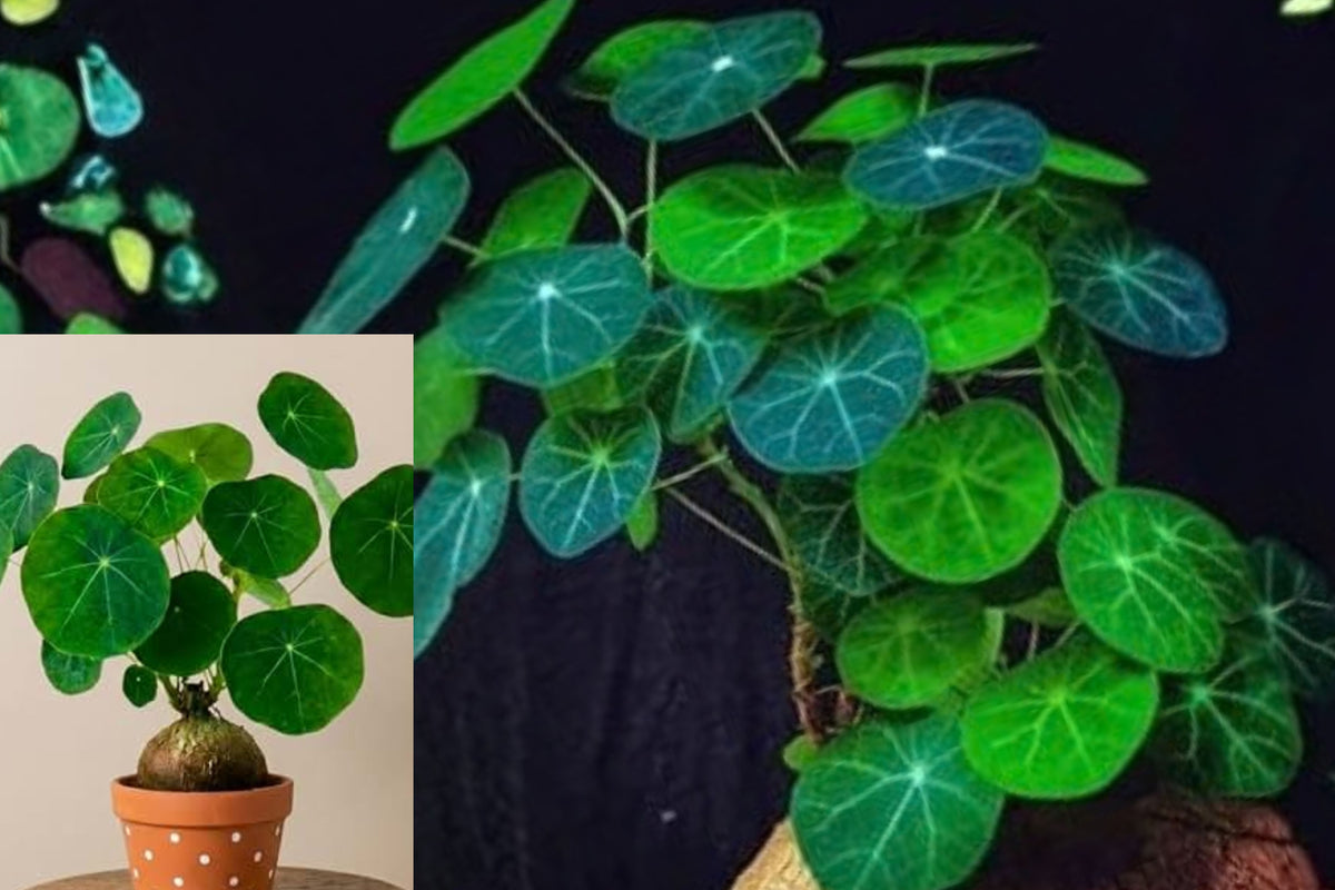 Stephania Cephalantha Live Plant – 2–2.5 Inch Tall – Stephania cephalantha
