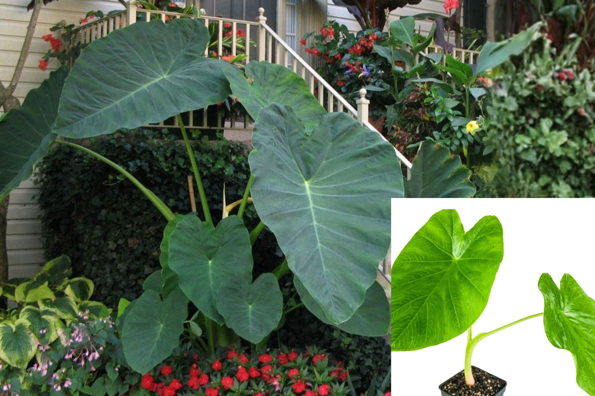 Jacks Giant Colocasia Live Plant, 5–7 Inch Elephant Ear Starter, Giant Tropical Foliage Plant for Outdoor Gardens