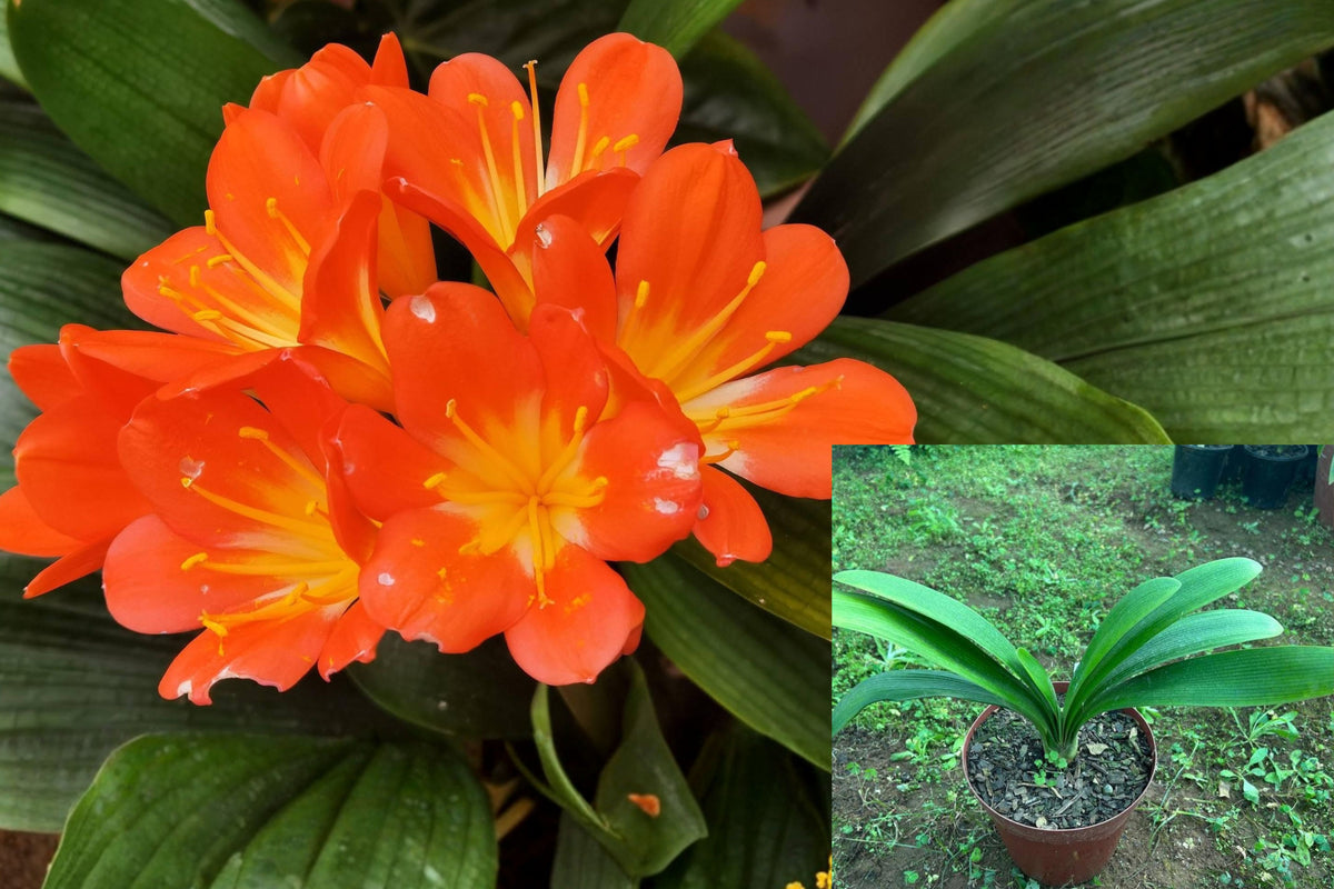 Clivia Miniata Live Plant, Natal Lily Bush Lily, 4–5 Wide Green Leaves, Indoor Flowering Houseplant