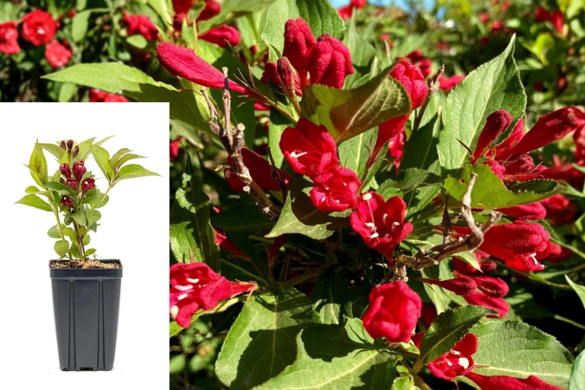 2 Red Weigela Live Plants, 6ā12 Inch Tall Flowering Shrubs, Rooted in 4 Inch Pots, Outdoor Garden Bushes