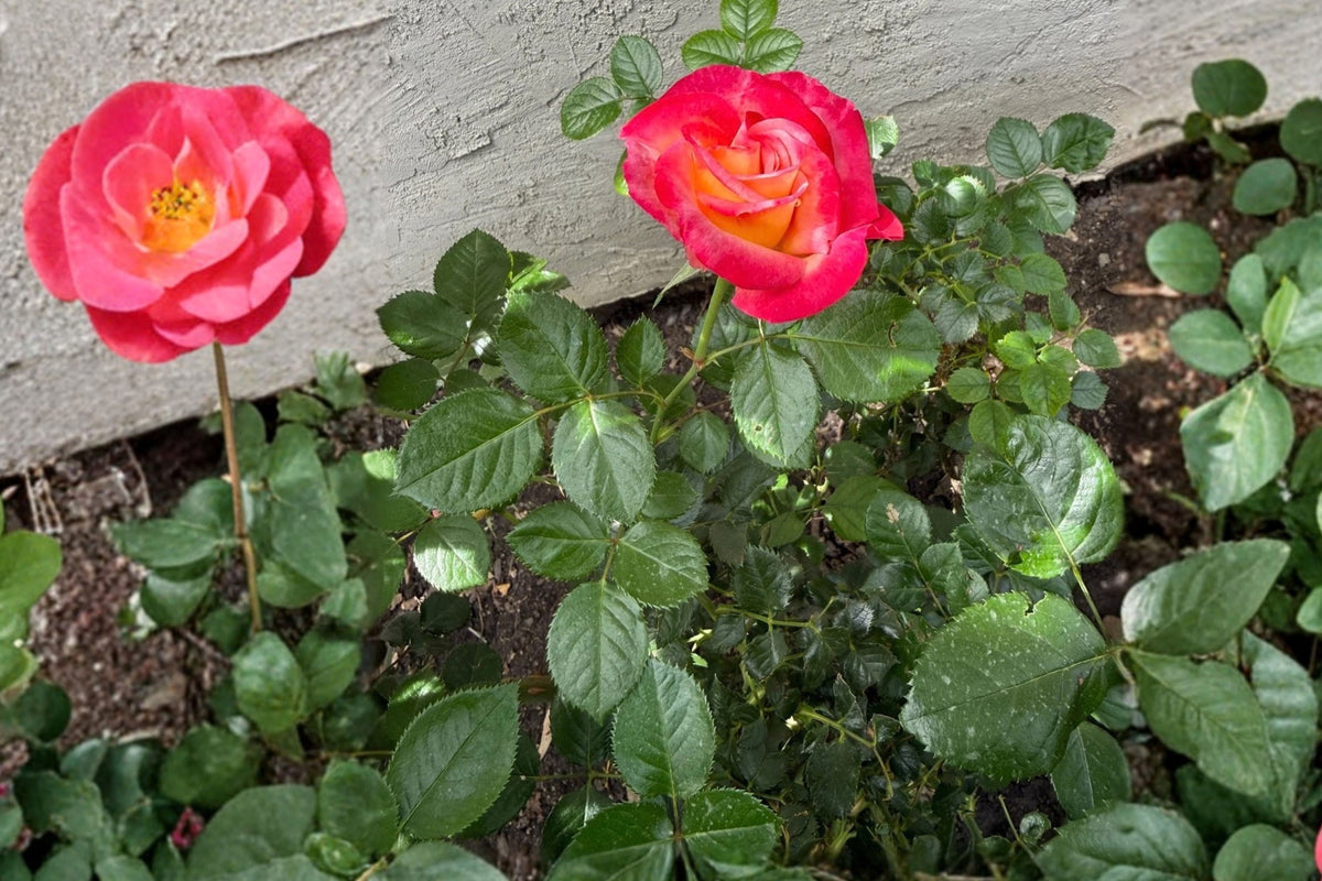Dick Clark Rose Live Plant – Pink and Yellow Grandiflora Rose