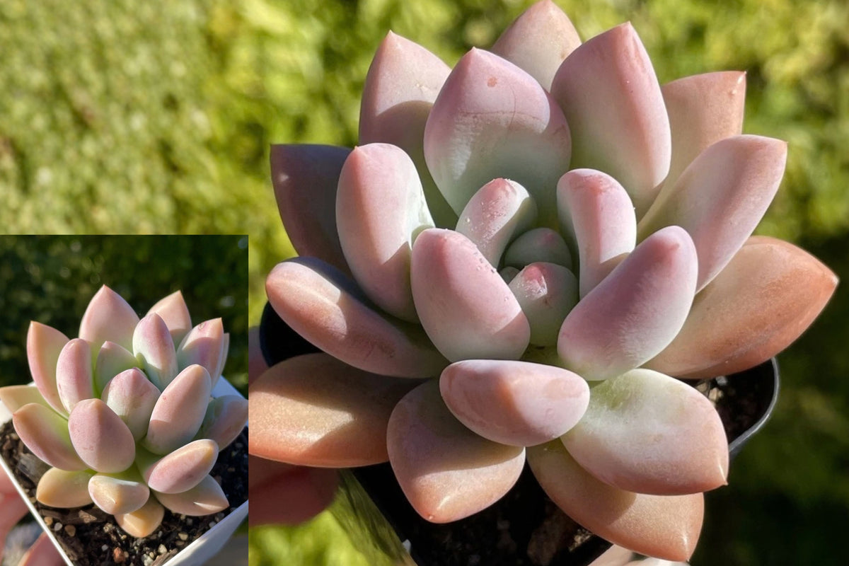 Graptoveria 'Opalina' Live Succulent – Fully Rooted Bare Root Plant