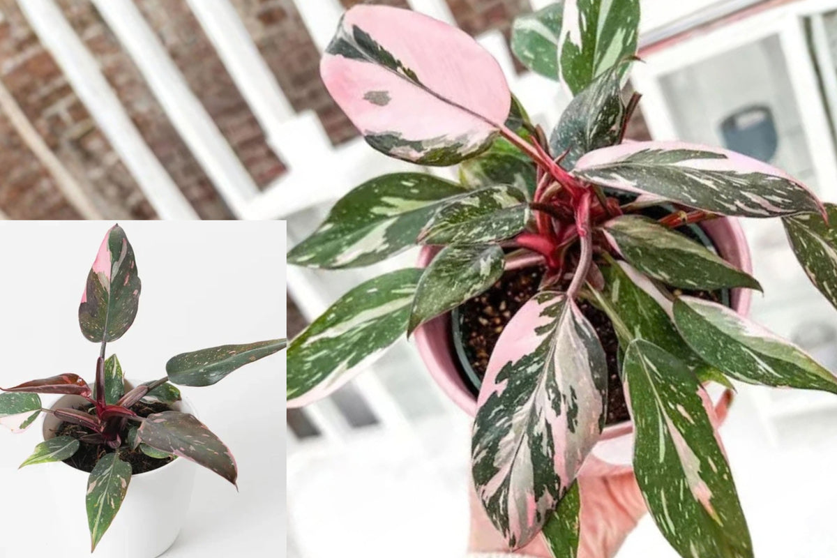 Pink Princess Philodendron Live Plant – 1 Plant – 5–8 Inches Tall – Variegated